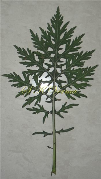  Leaf